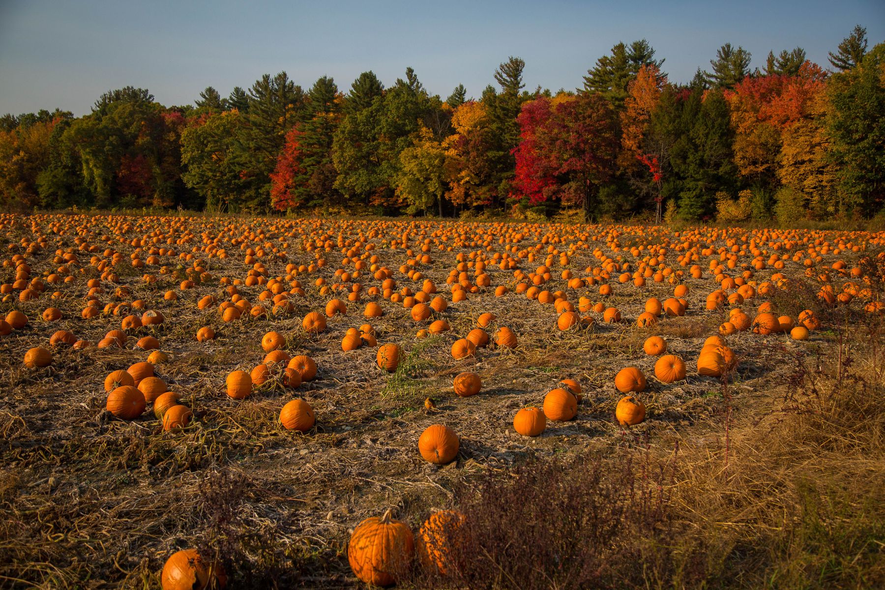 An expansive pumpkin field ringed by autumn trees under a clear sky.