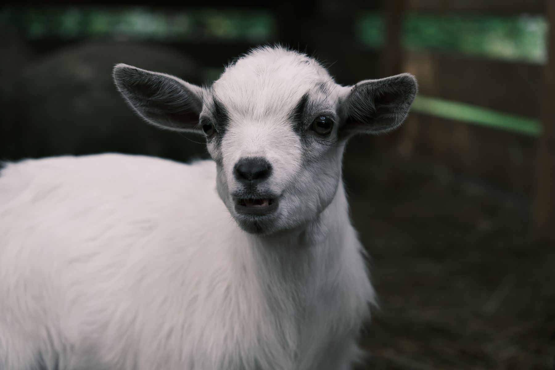 A curious pygmy goat looking straight at the camera.