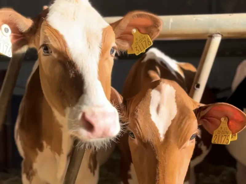 Two young calves looking out over the barn gate.