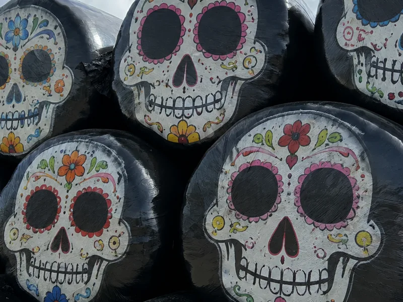 Round bales wrapped in black plastic and hand painted with colourful sugar skull faces, stacked to form the maze walls.