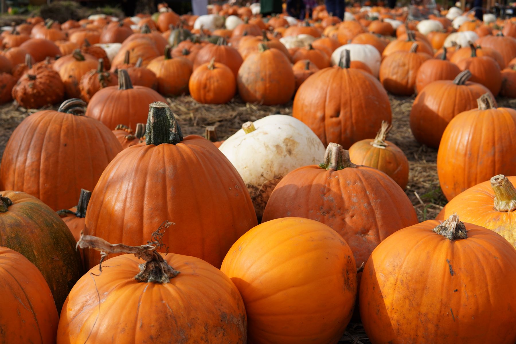 Pumpkins of many shapes and sizes scattered across a patch ready for picking.