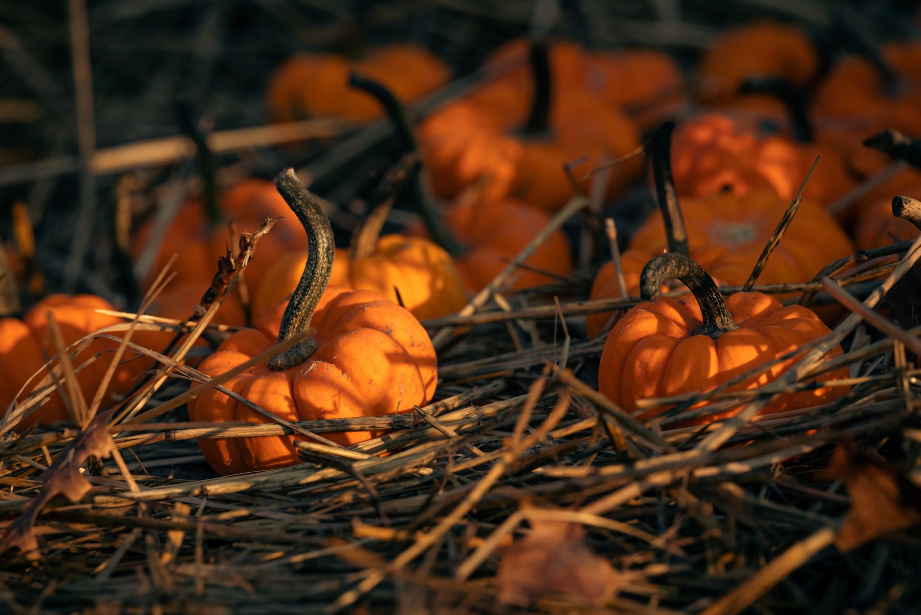 Small decorative pumpkins arranged on straw for a photo backdrop.