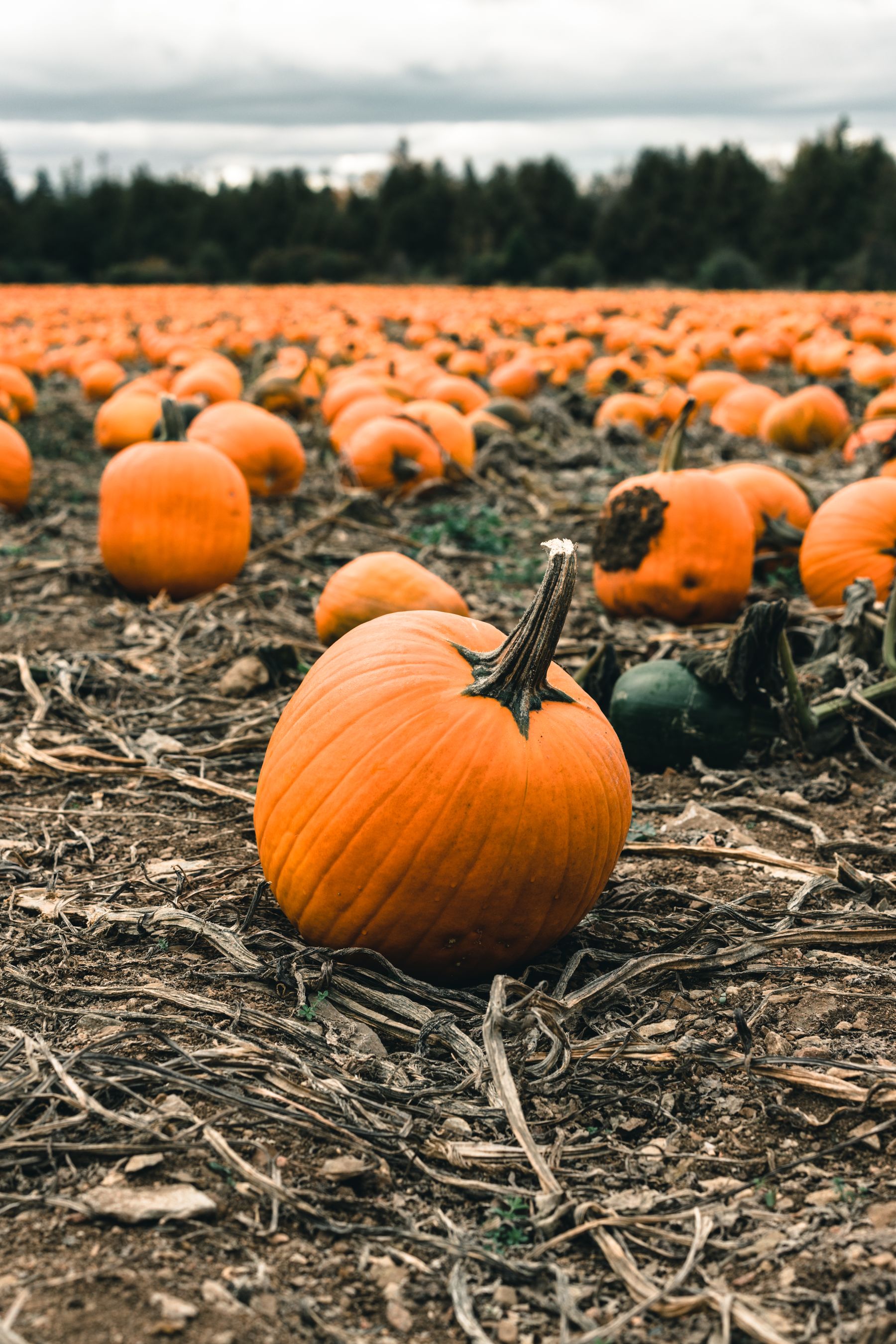 A field of ripe orange pumpkins stretching to the treeline on an autumn morning.